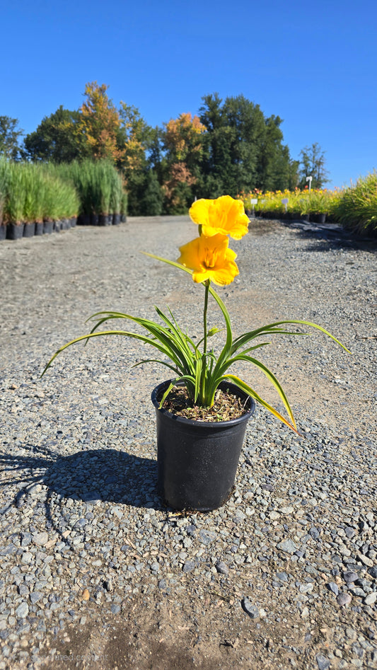Hemerocallis hybrid 'Stella de Oro' - Gold Daylily