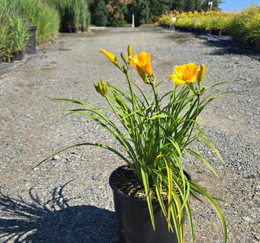 Stella de Oro Daylily