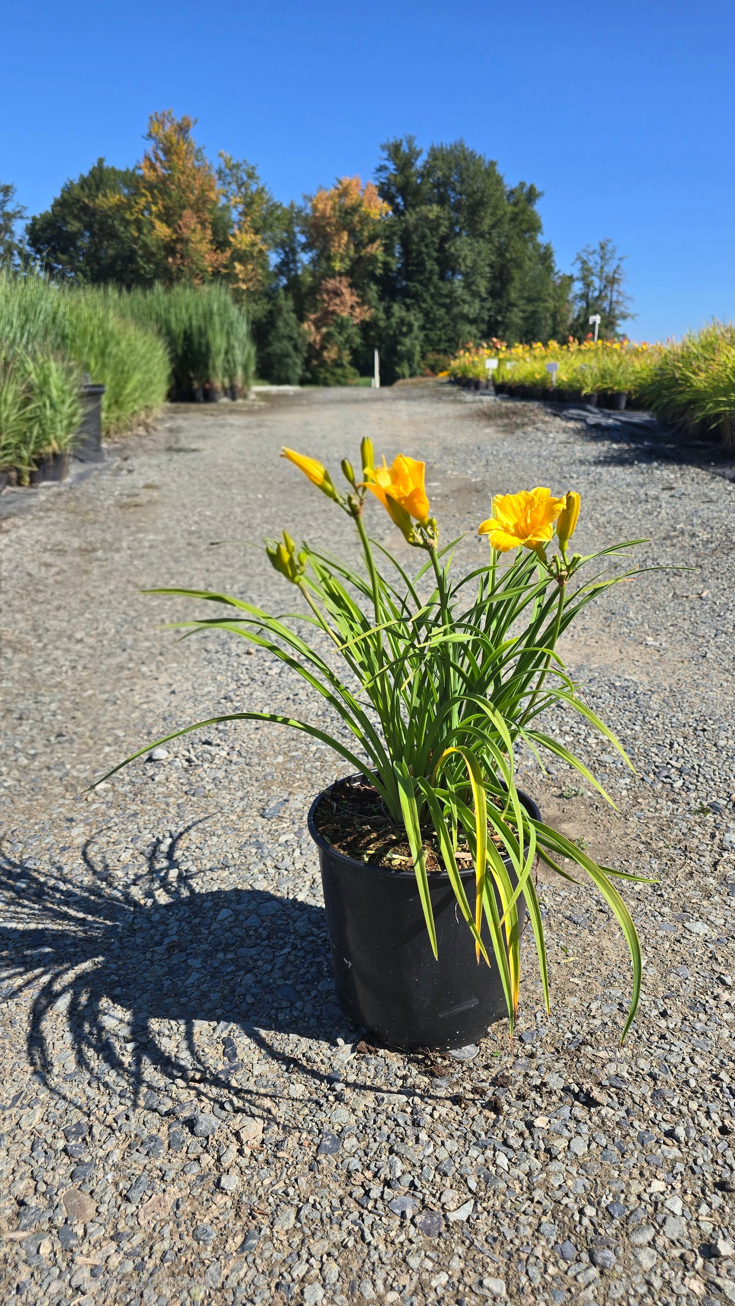 Hemerocallis hybrid 'Stella de Oro' - Gold Daylily