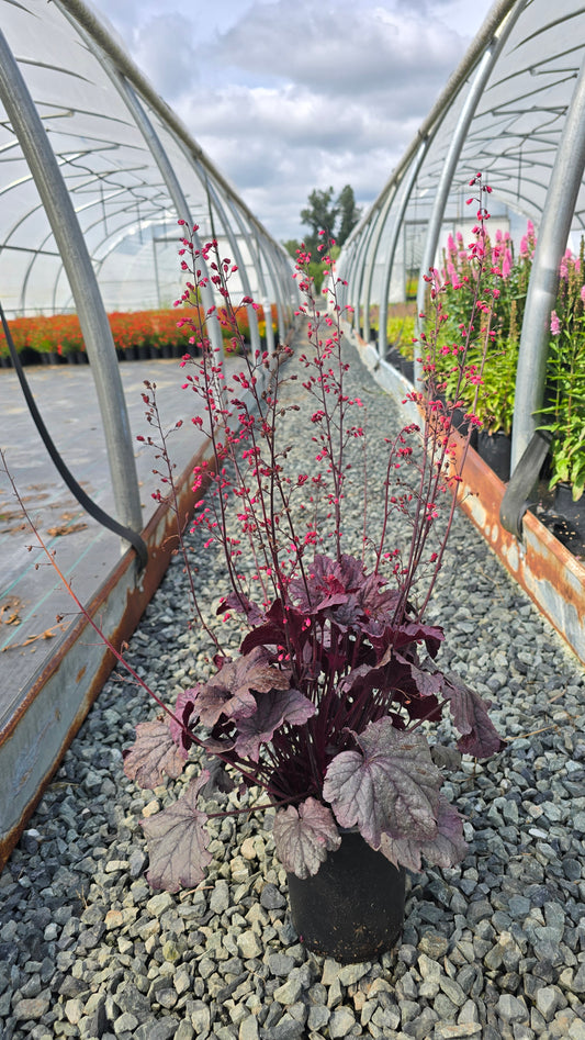 Heuchera hybrid 'Grape Timeless' PPAF - Coral Bells