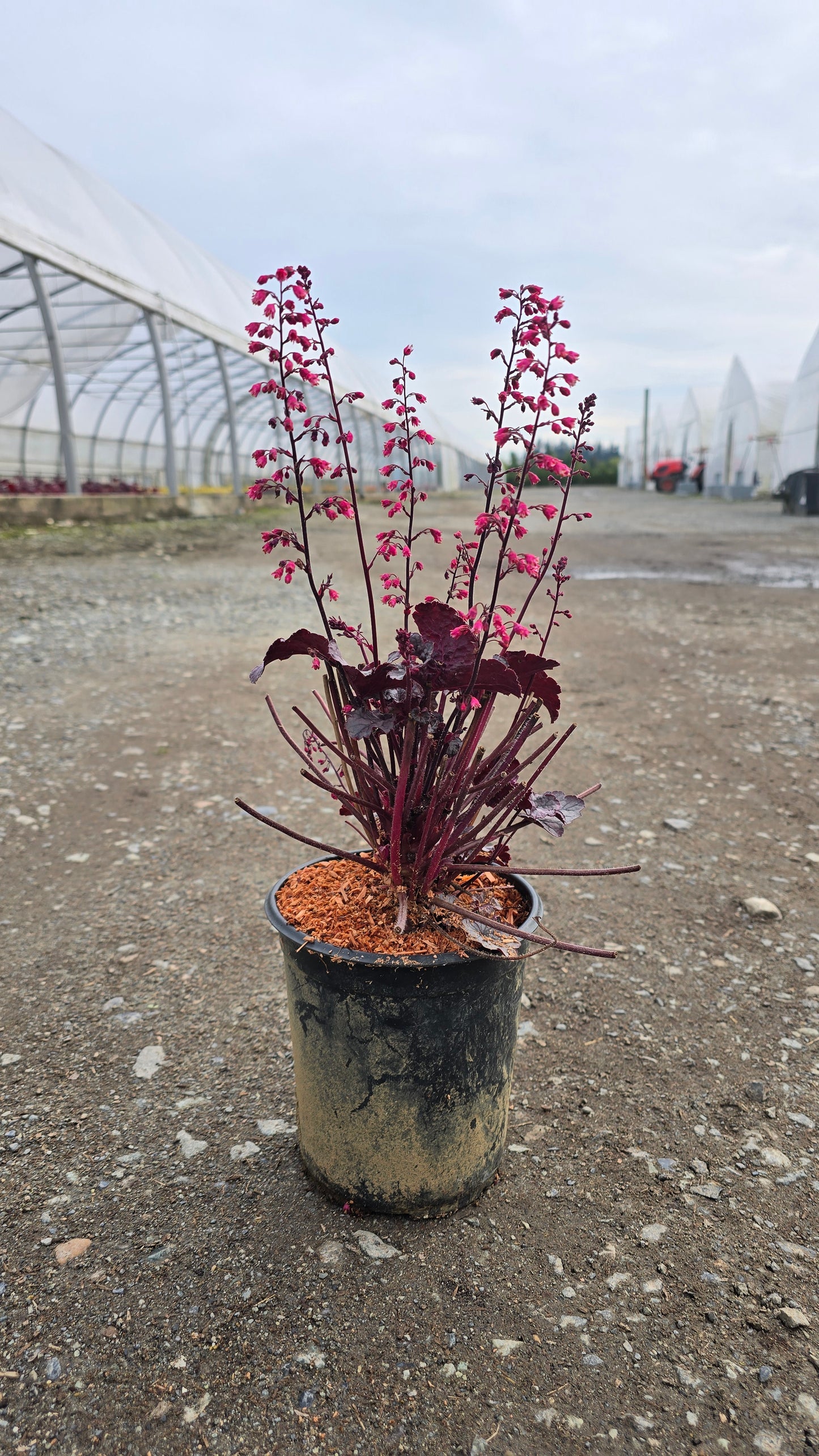 Heuchera hybrid 'Pink Panther'