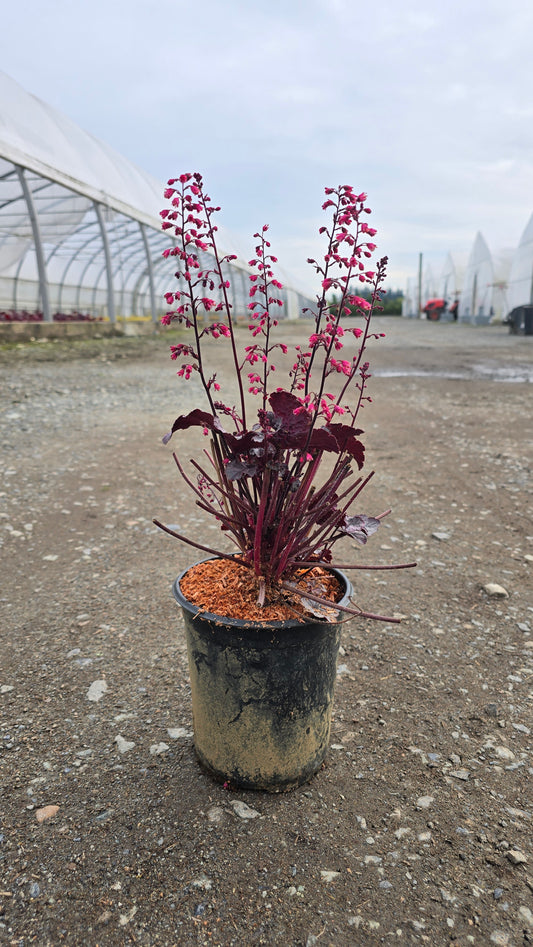 Heuchera hybrid 'Pink Panther'