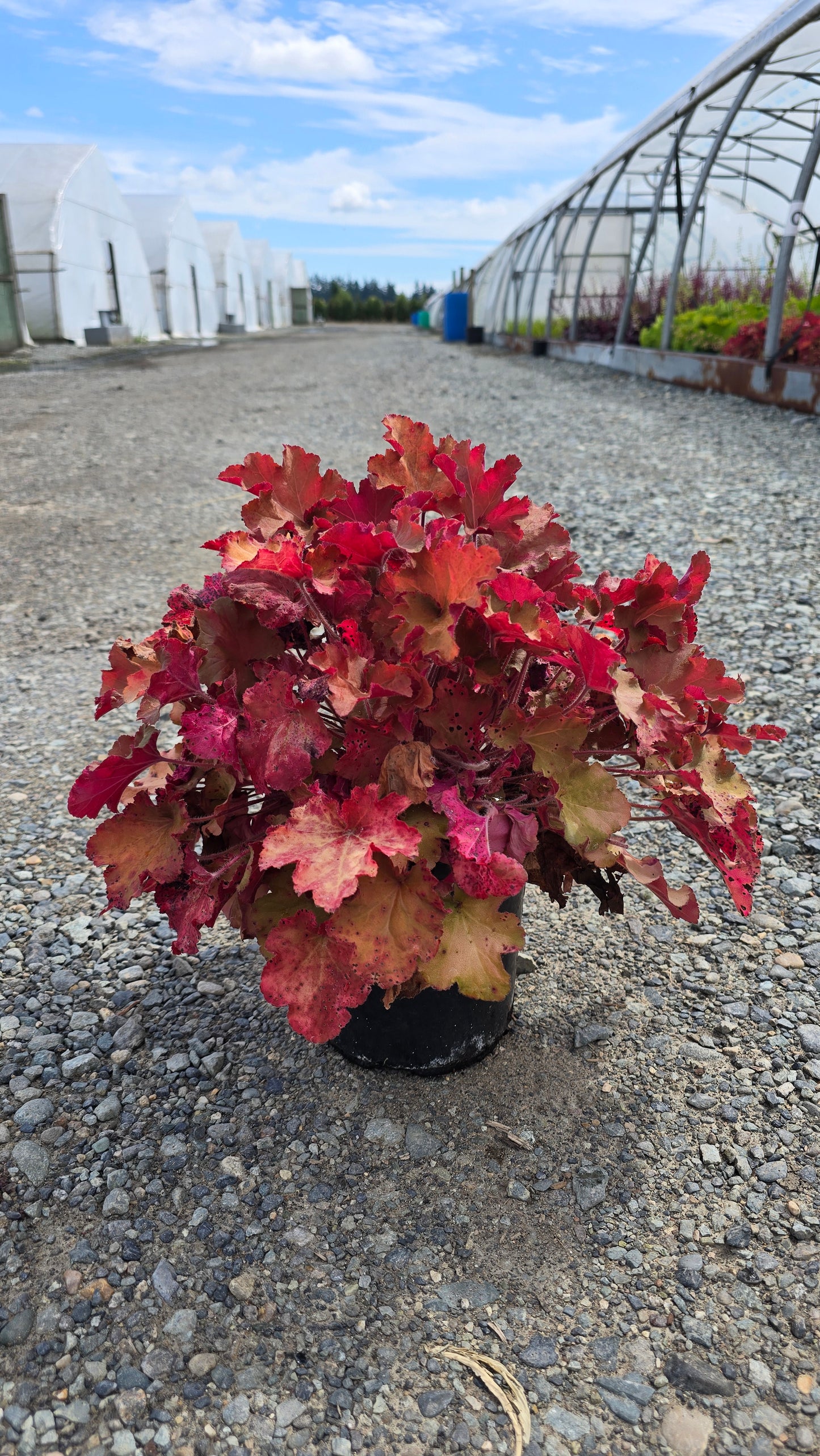 Heuchera hybrid 'Sporty'