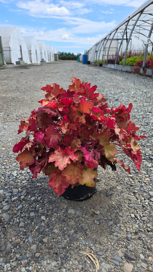 Heuchera hybrid 'Sporty'