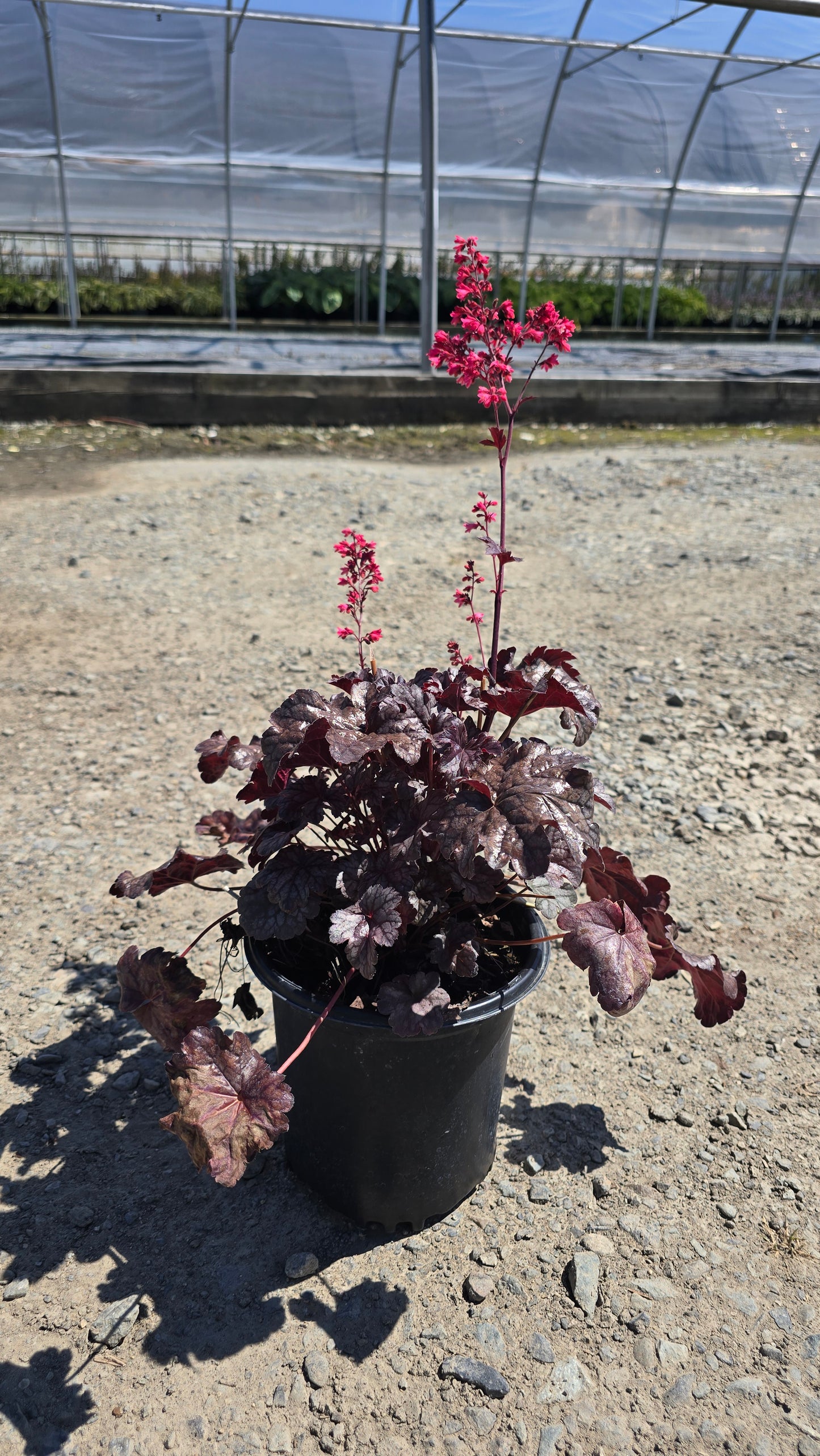 Heuchera hybrid 'Timeless Treasure' PPAF