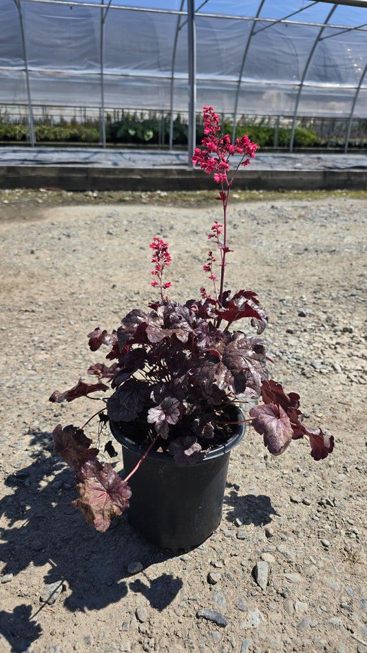 Heuchera hybrid 'Timeless Treasure' PPAF
