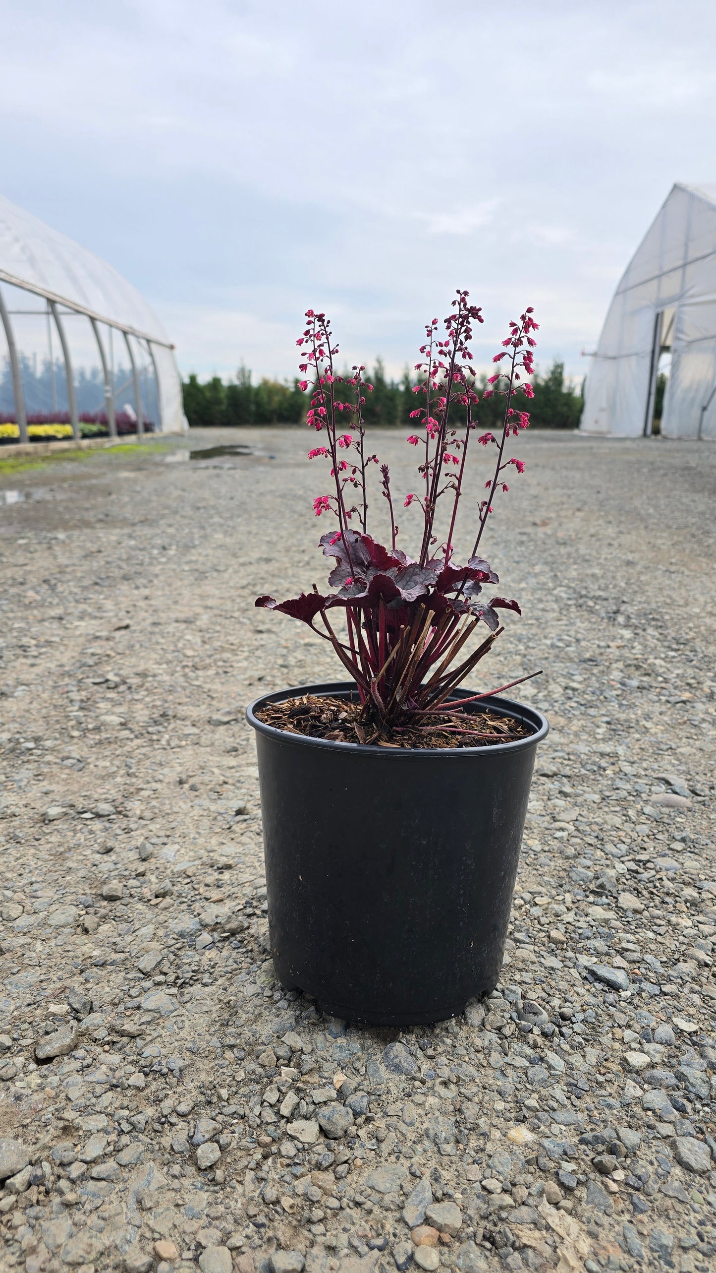 Heuchera hybrid 'Pink Panther'