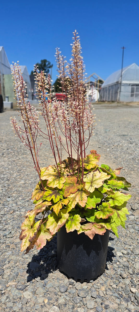 Heucherella hybrid 'Citrus Shock' (Foamy Bells)