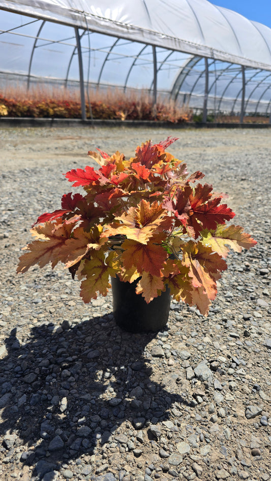 Heucherella hybrid 'Copper King' PPAF (Foamy Bells)