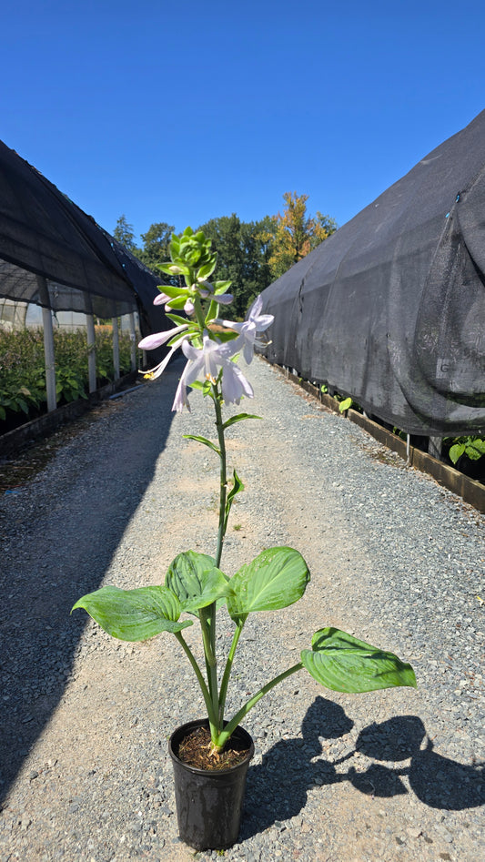 Hosta hybrid 'Blue Perfection' - Blue Hosta
