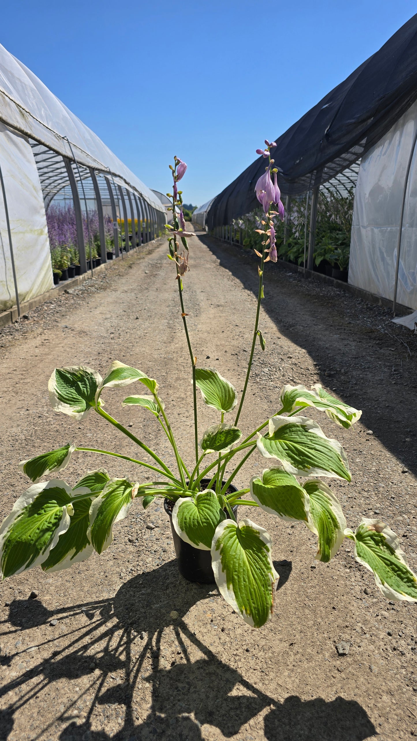 Hosta hybrid 'Bold Edger'