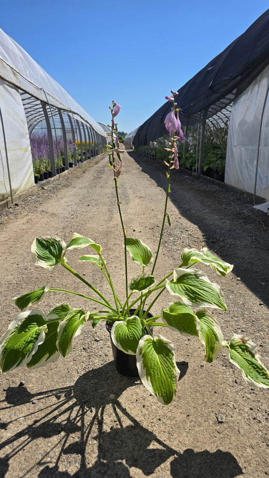 Hosta hybrid 'Bold Edger'