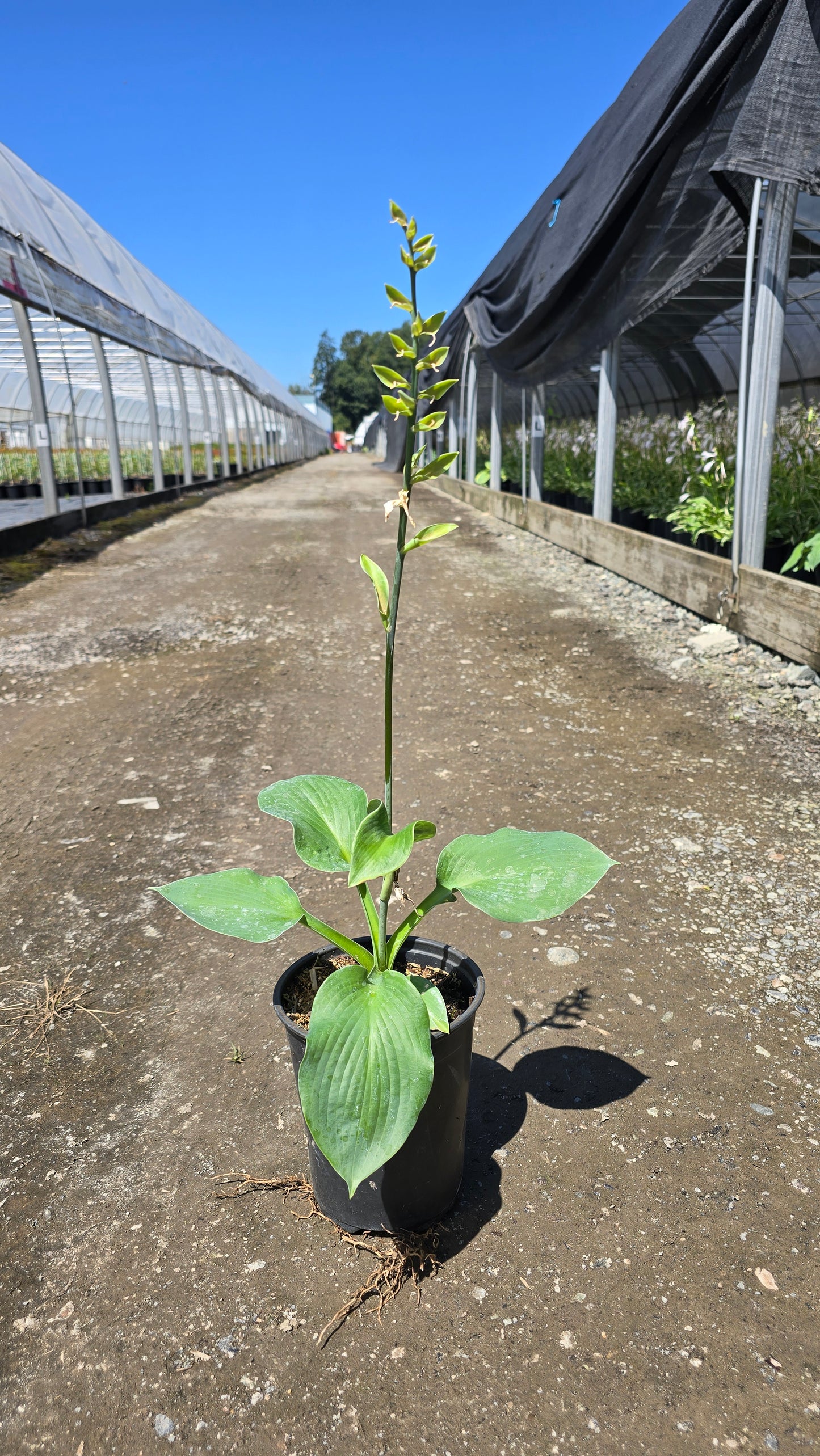 Hosta hybrid 'Bressingham Blue'