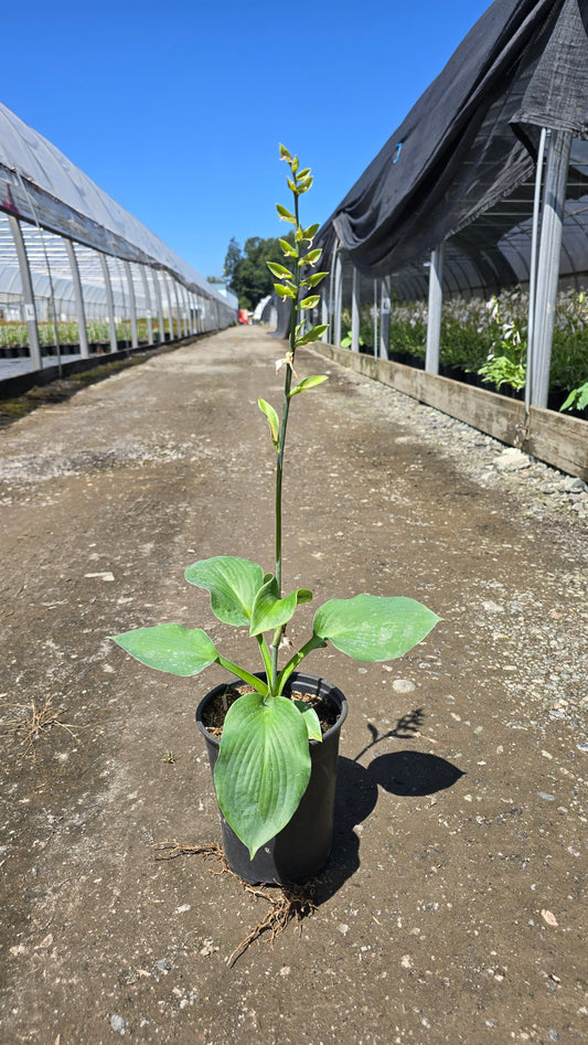 Hosta hybrid 'Bressingham Blue'