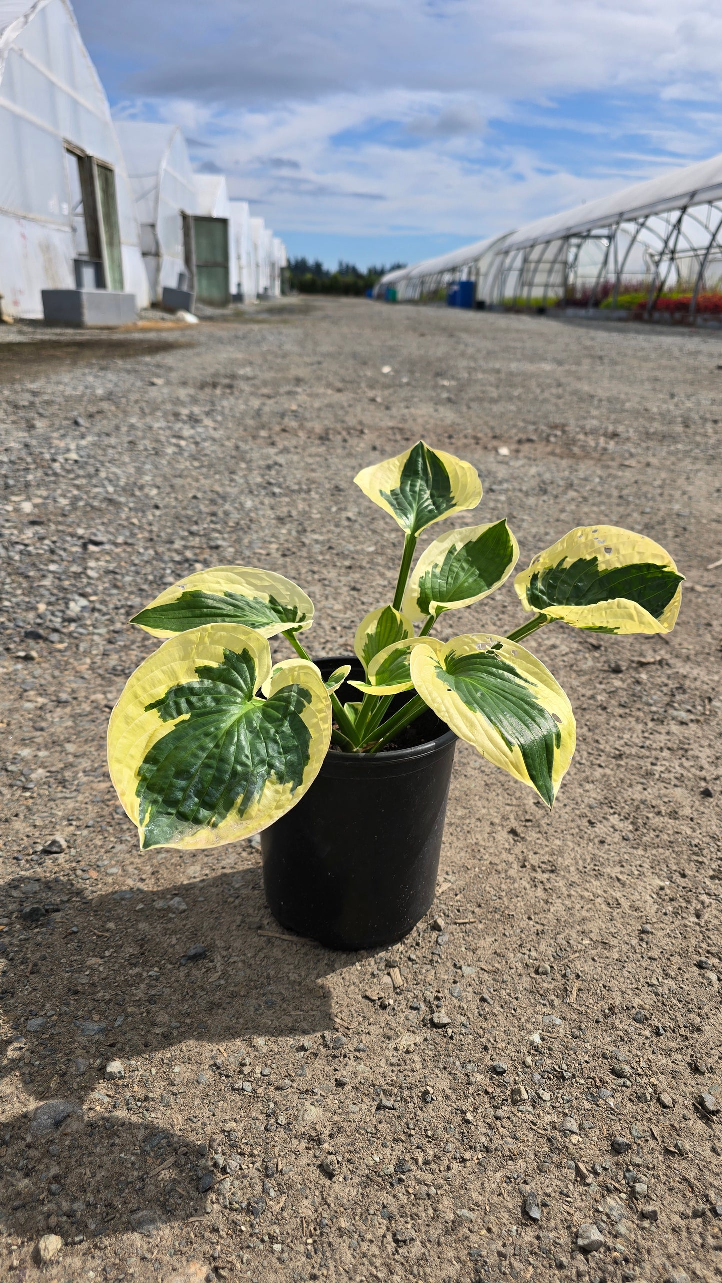 Hosta hybrid 'Brim Cup'
