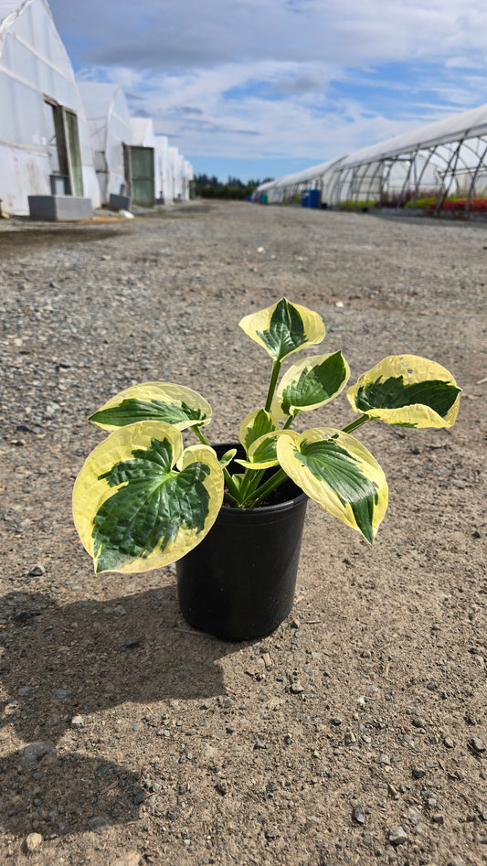 Hosta hybrid 'Brim Cup'