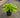 Brim Cup Hosta