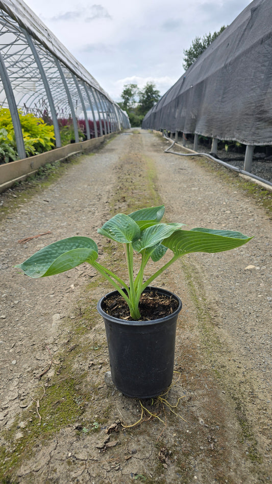 Hosta hybrid 'Abiqua Drinking Gourd'