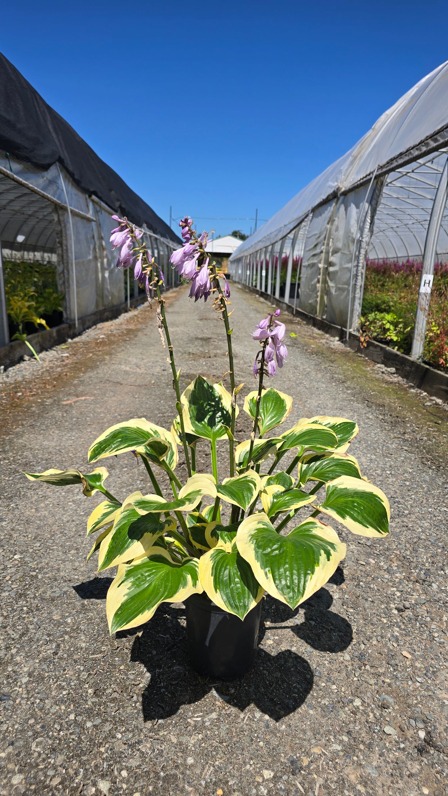 Hosta hybrid 'Earth Angel'