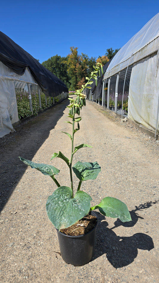 Hosta sieboldiana 'Elegans'
