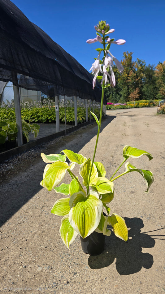 Hosta hybrid 'Frozen Margarita'