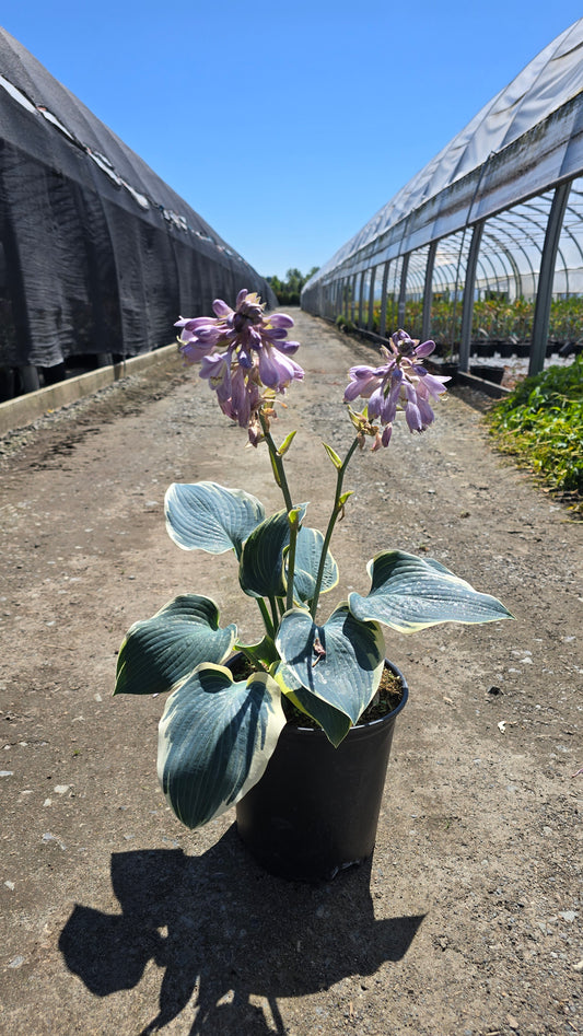 Hosta hybrid 'First Frost' - First Frost Hosta