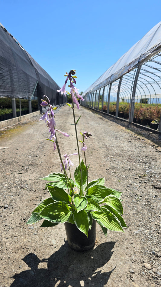 Hosta hybrid 'Francee'