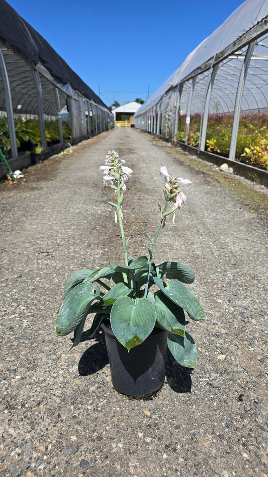Hosta hybrid 'Hadspen Blue'