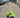 June Hosta