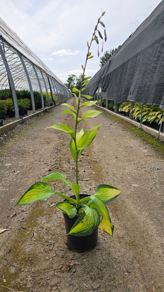 Hosta hybrid 'Paul's Glory'