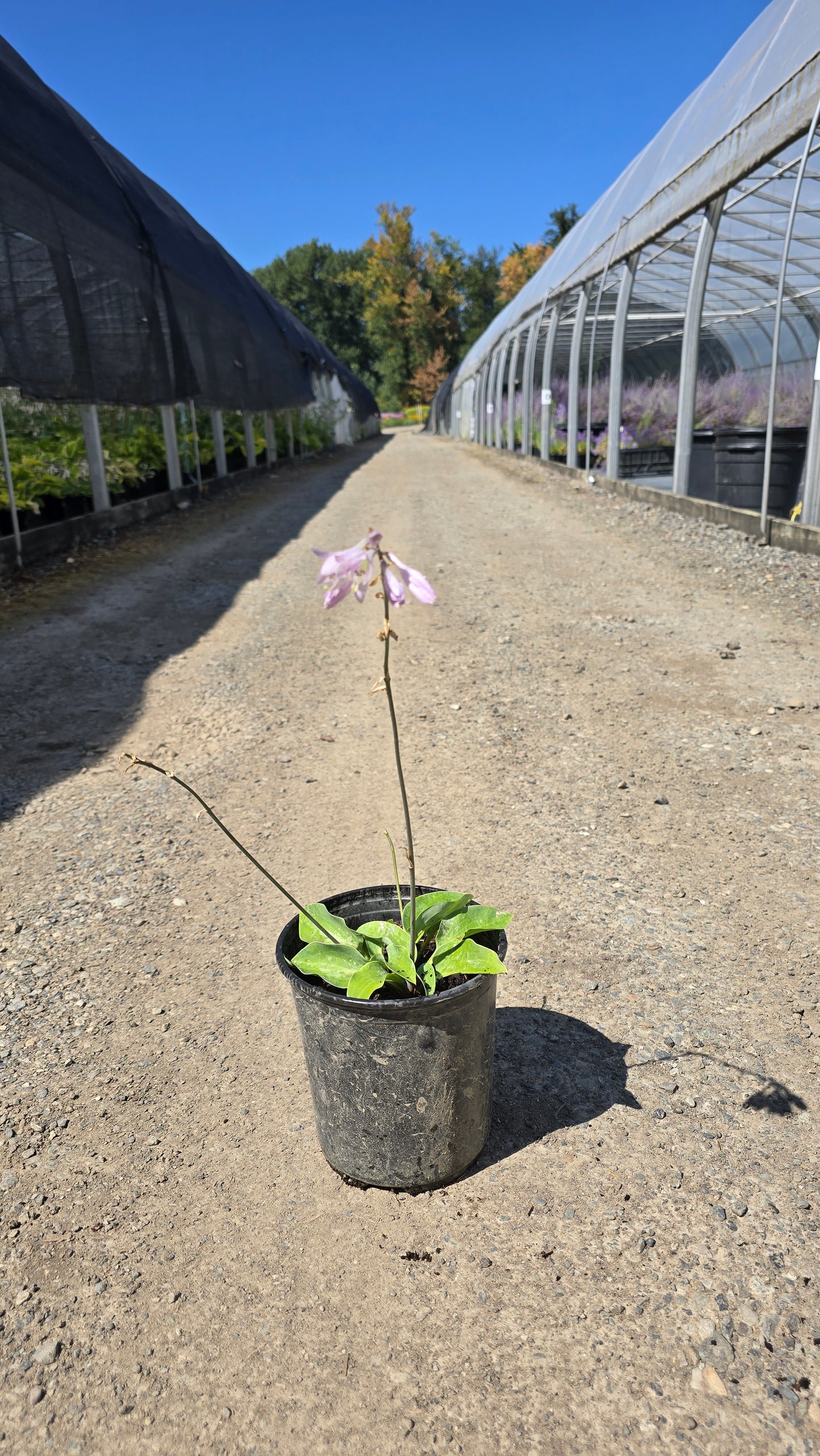 Hosta Hybrid 'Red Cadet'