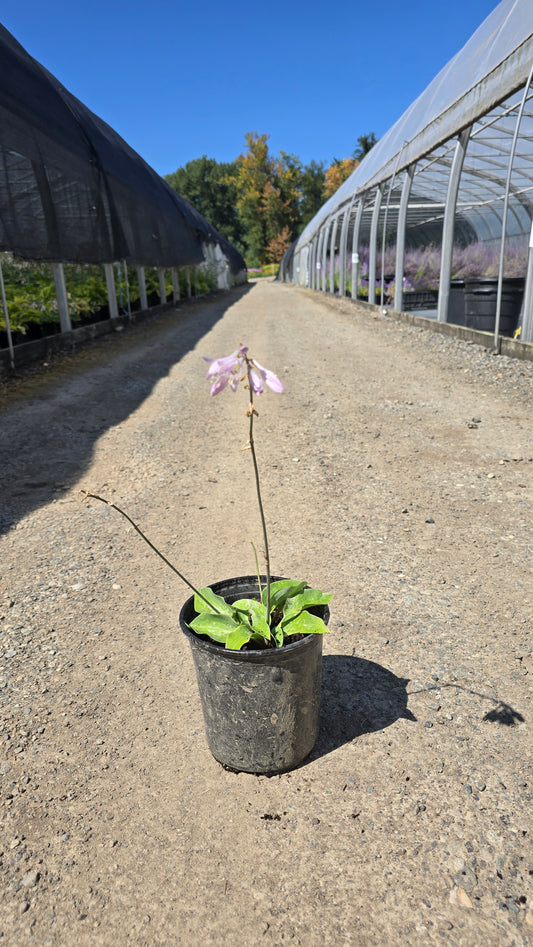 Hosta Hybrid 'Red Cadet'
