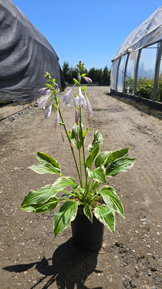 Hosta hybrid 'So Sweet' - So Sweet Hosta