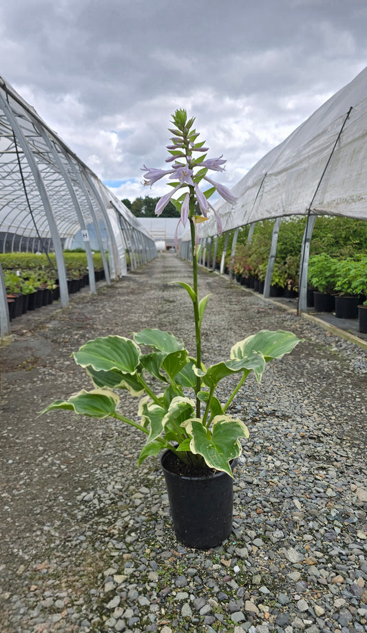 Hosta hybrid 'Sugar and Spice'