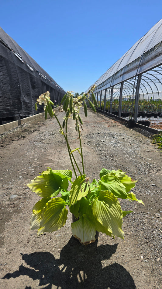 Hosta hybrid 'Sunshine Ripples'