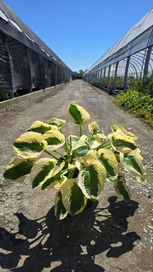 Hosta hybrid 'Wide Brim'