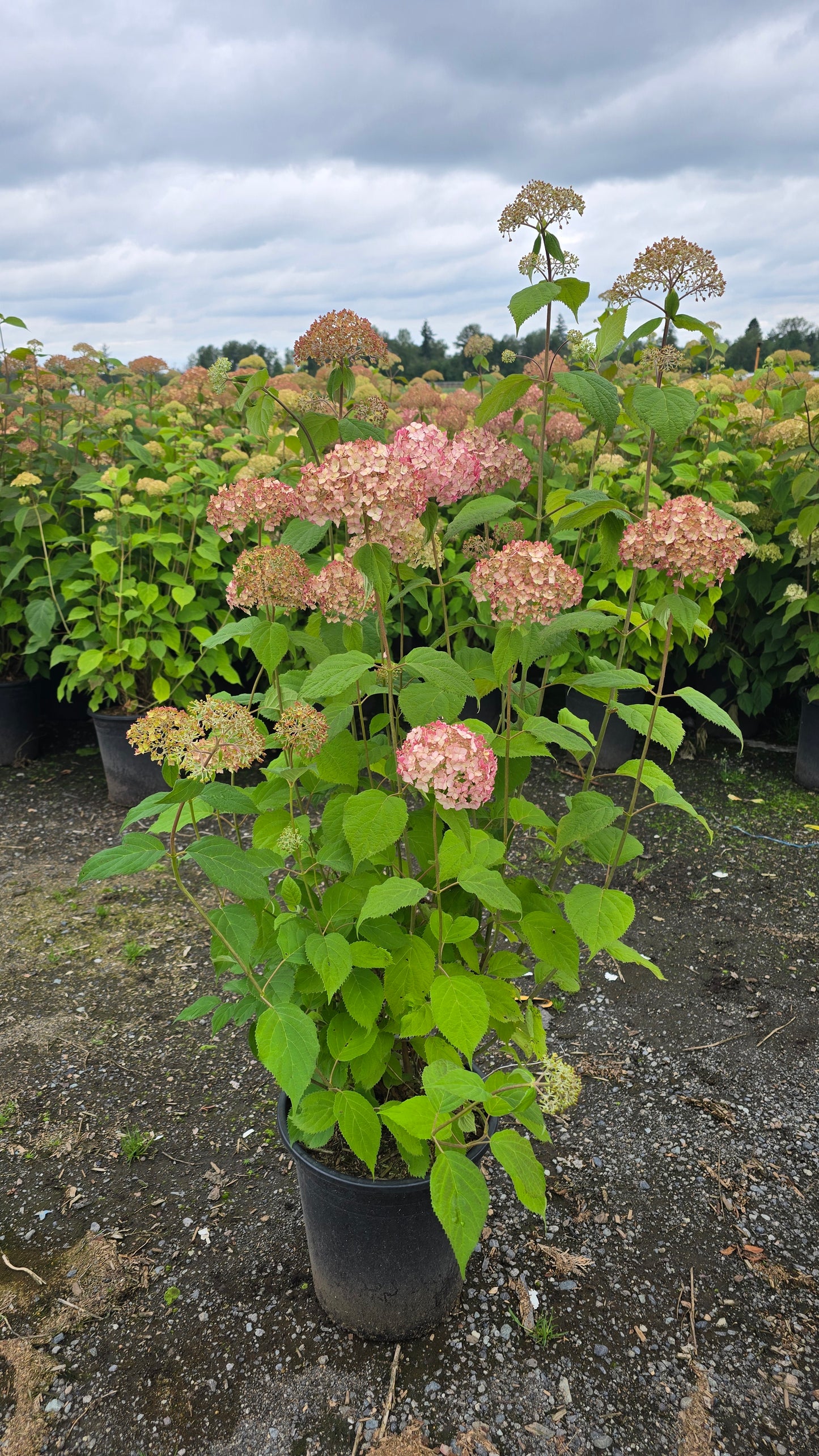 Hydrangea arborescens Candybelle® Bubblegum ('GRHYAR147')