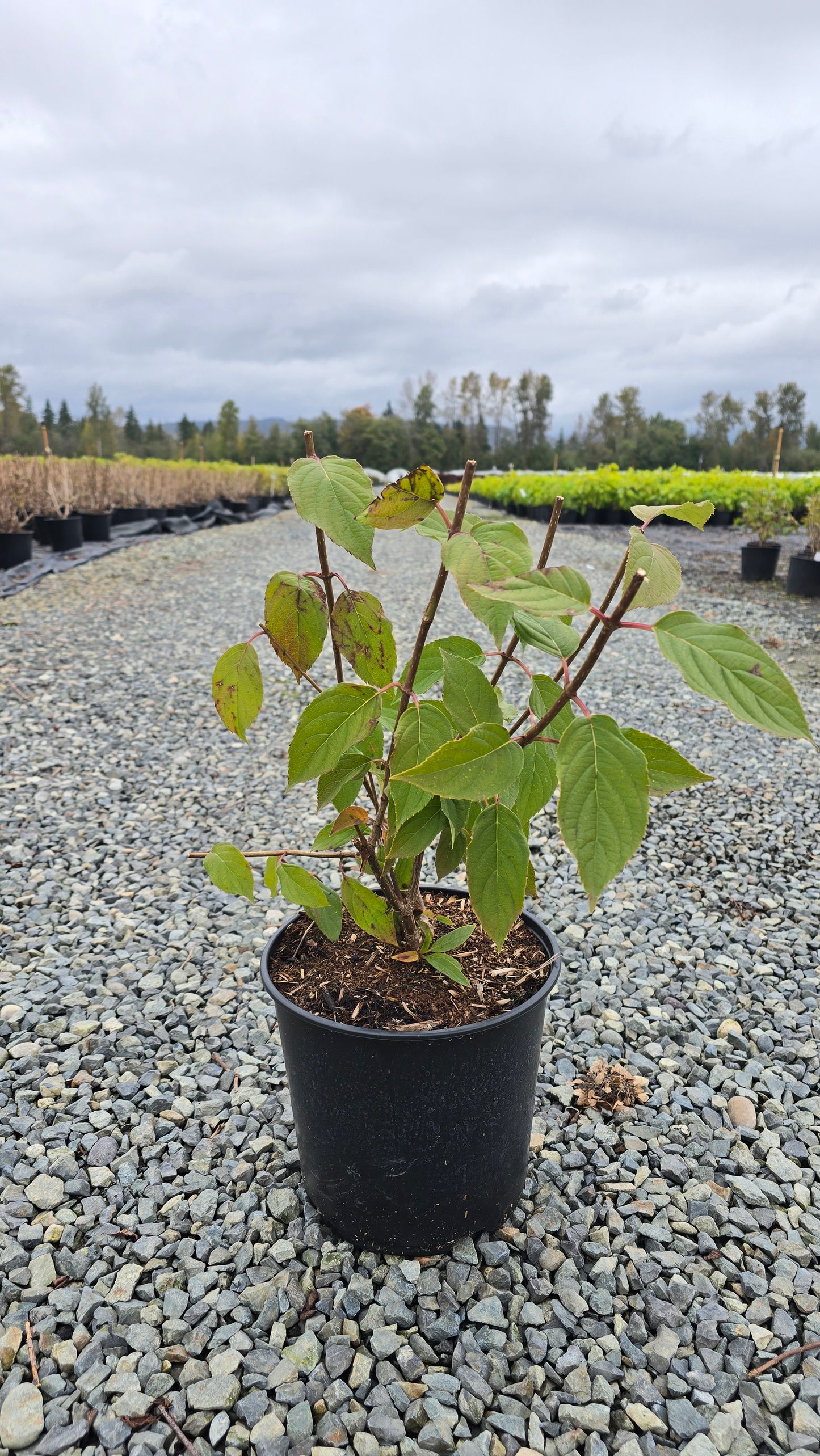 Hydrangea paniculata 'Grandiflora'