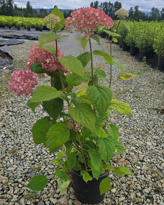 Hydrangea arborescens Candybelle® Marshmallow ('GRHYAR146') - Candybelle® Marshmallow Hydrangea