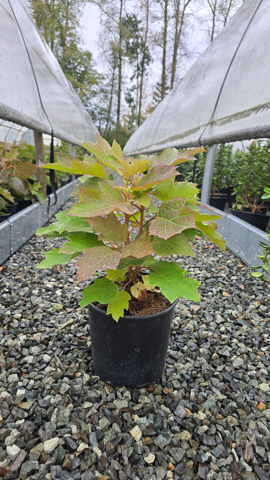 Hydrangea quercifolia 'Munchkin'