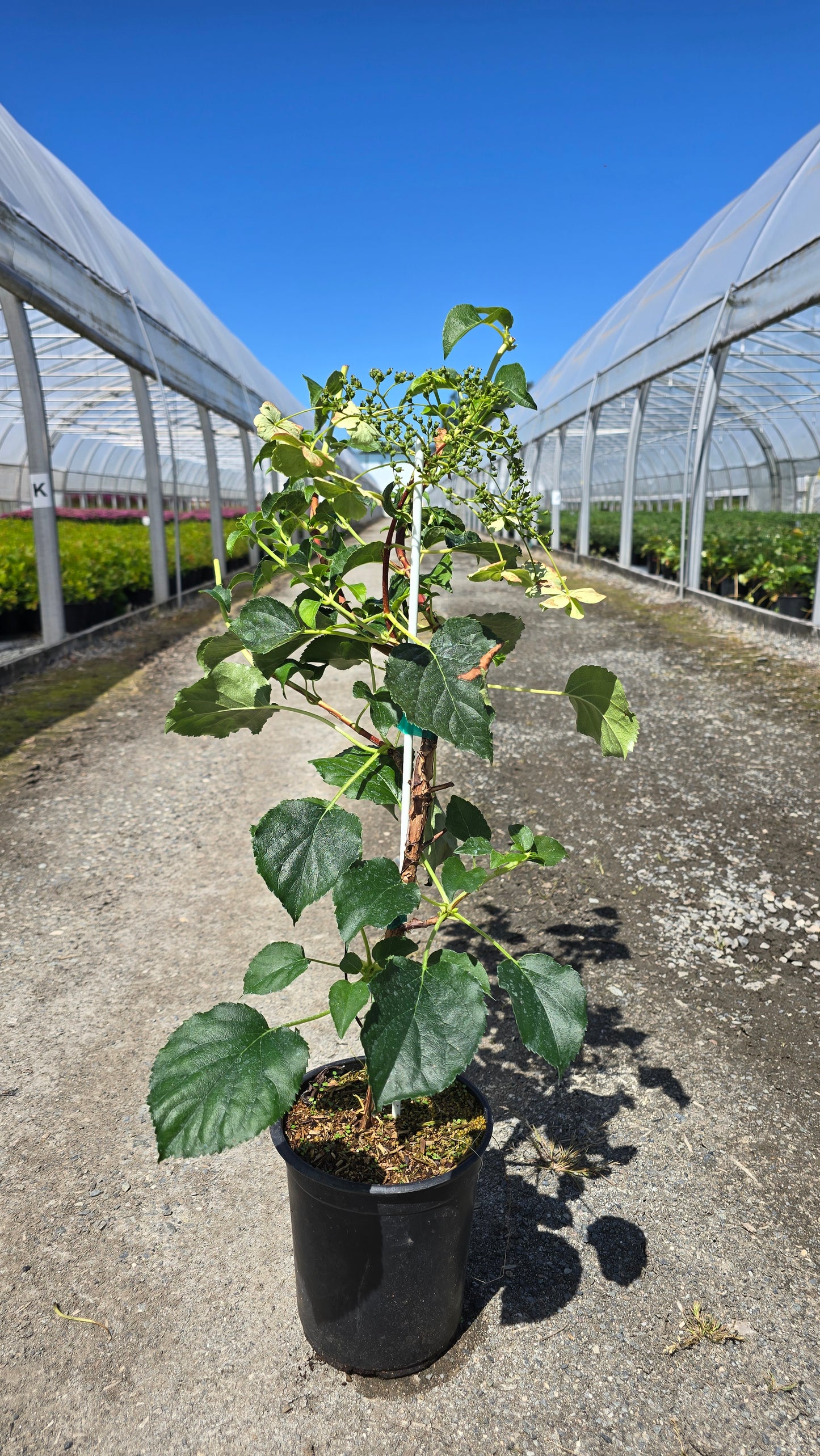 Hydrangea anomala subsp. petiolaris