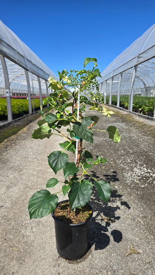 Hydrangea anomala subsp. petiolaris