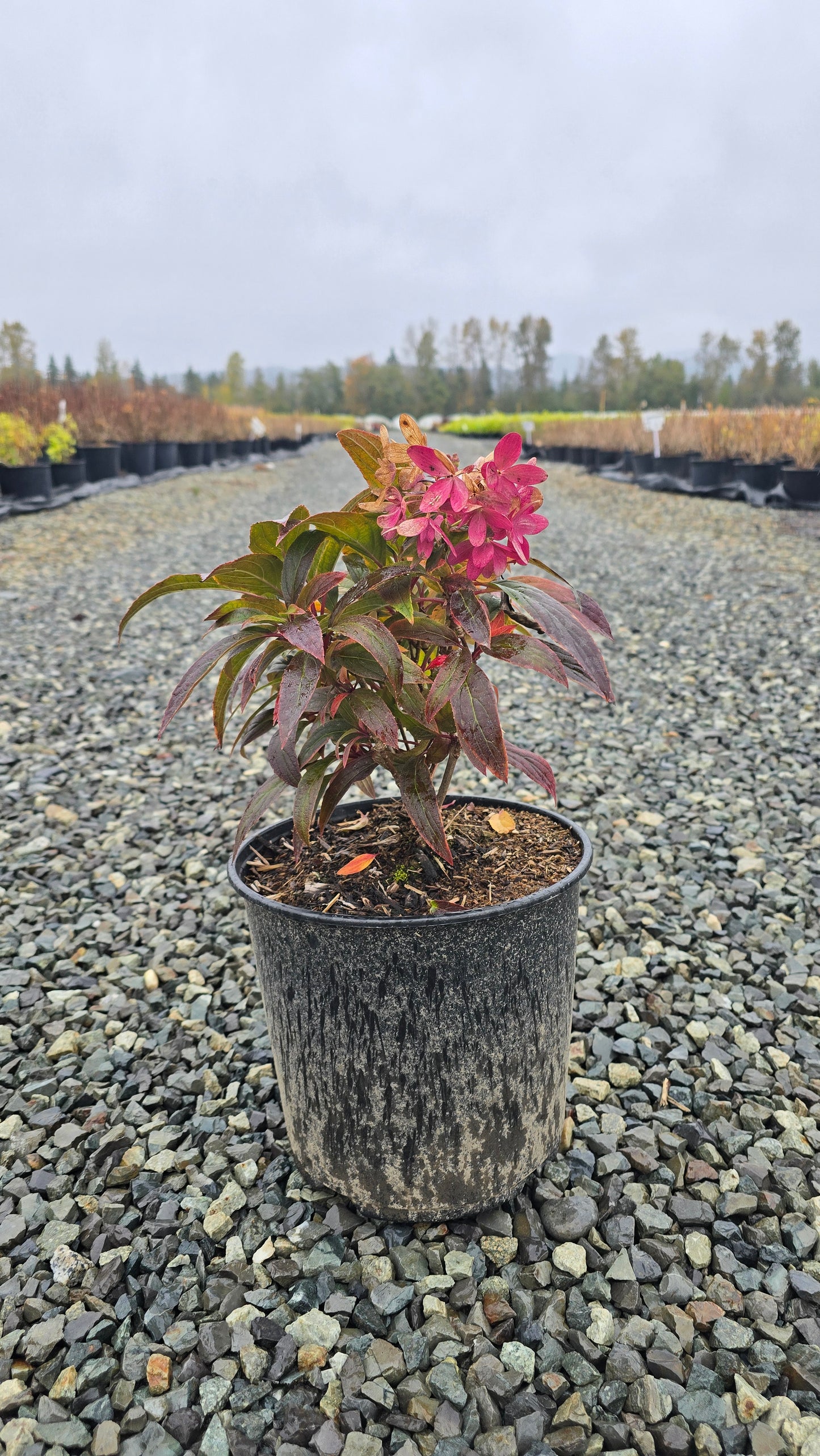 Hydrangea paniculata Sweet Starlight™ ('Pan1782hydr') PPAF*