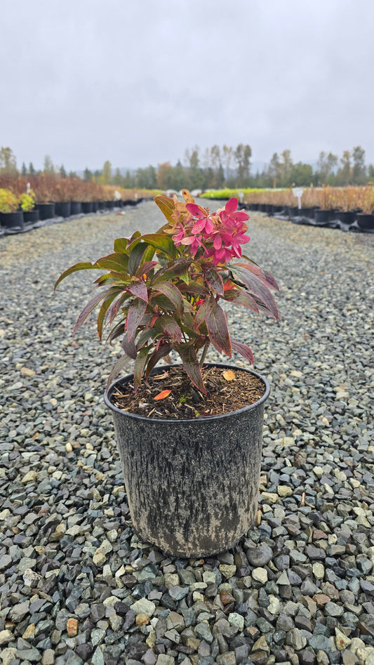 Hydrangea paniculata Sweet Starlight™ ('Pan1782hydr') PPAF*