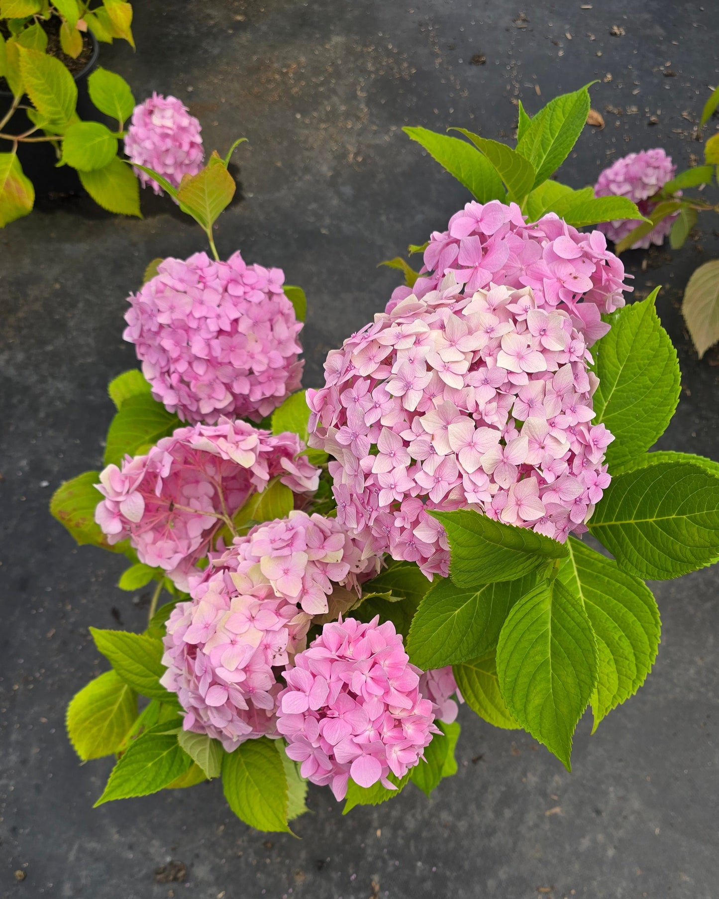 Hydrangea macrophylla 'All Summer Beauty'