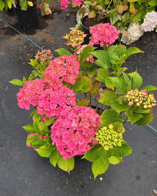 Hydrangea macrophylla 'Forever Pink'