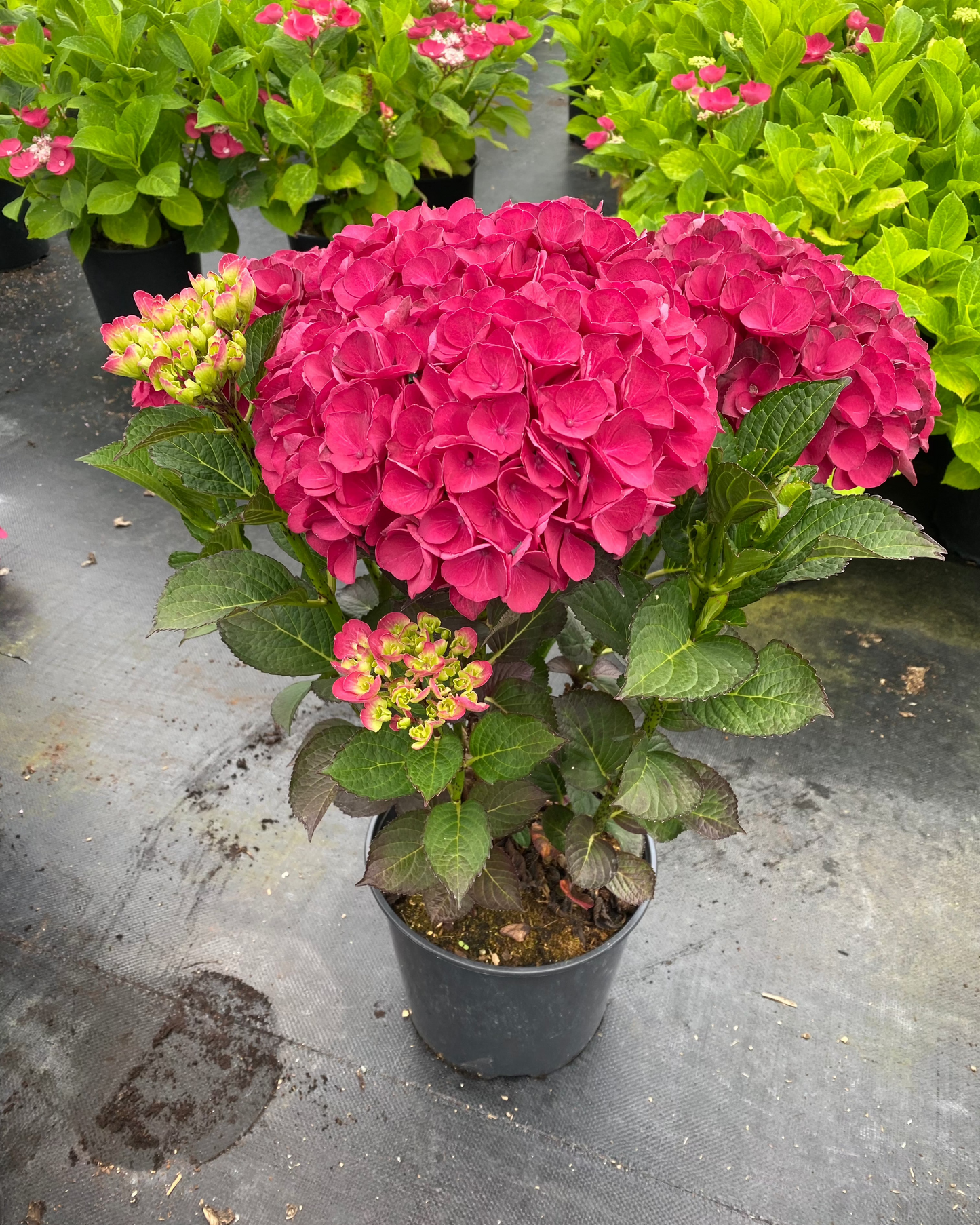 Hydrangea macrophylla Akadama ('SK2DAMA') PP2886