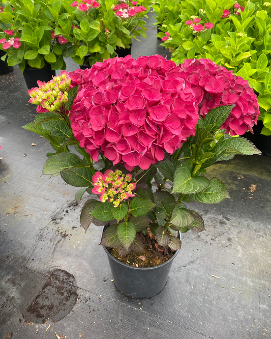 Hydrangea macrophylla Akadama ('SK2DAMA') PP2886
