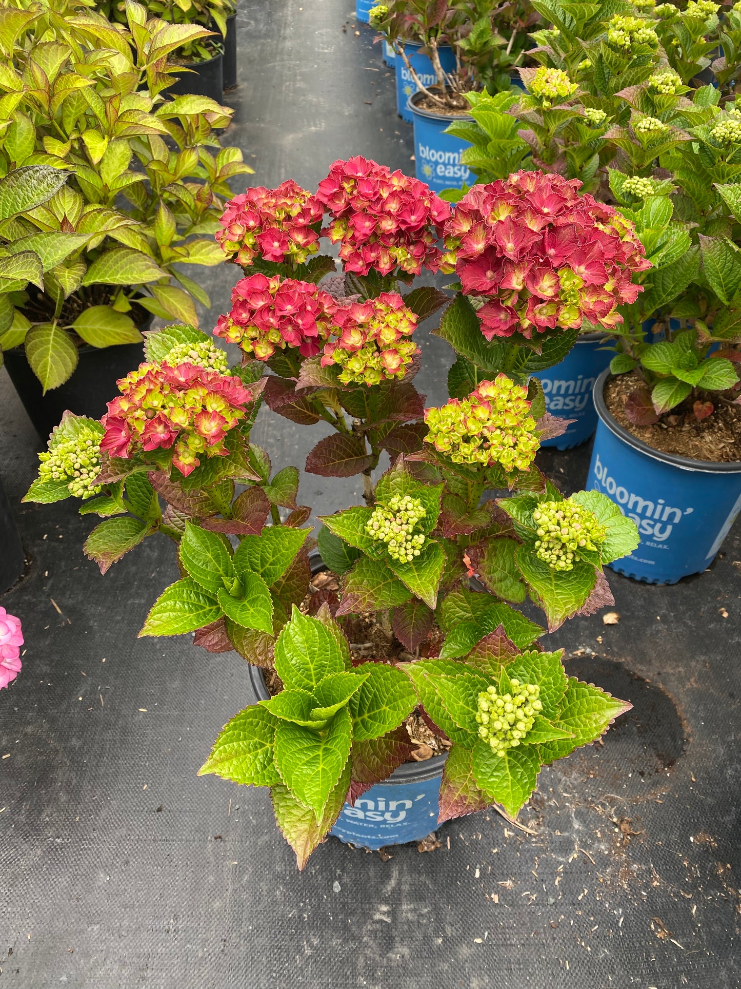 Hydrangea macrophylla Cherry-Go-Round™ ('Hokomaburlac')