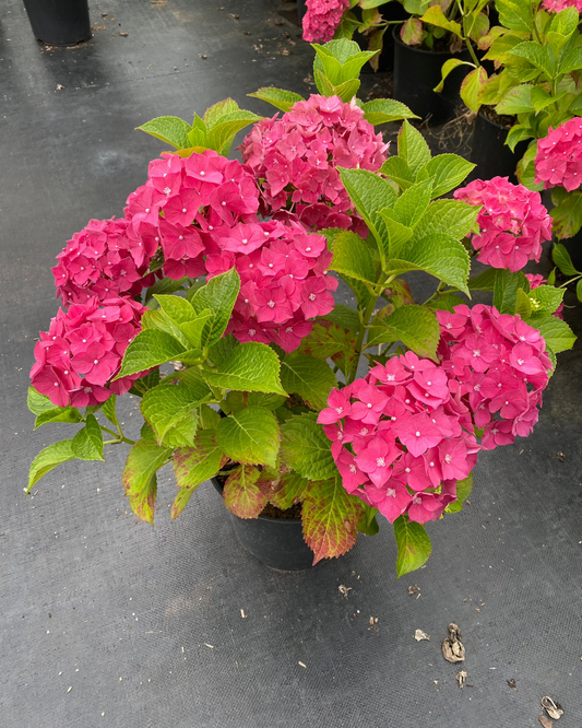 Hydrangea macrophylla 'Glowing Embers'
